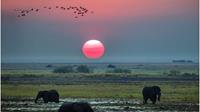 Wildlife encounters in Africa